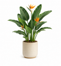 Buddivo Bird of Paradise