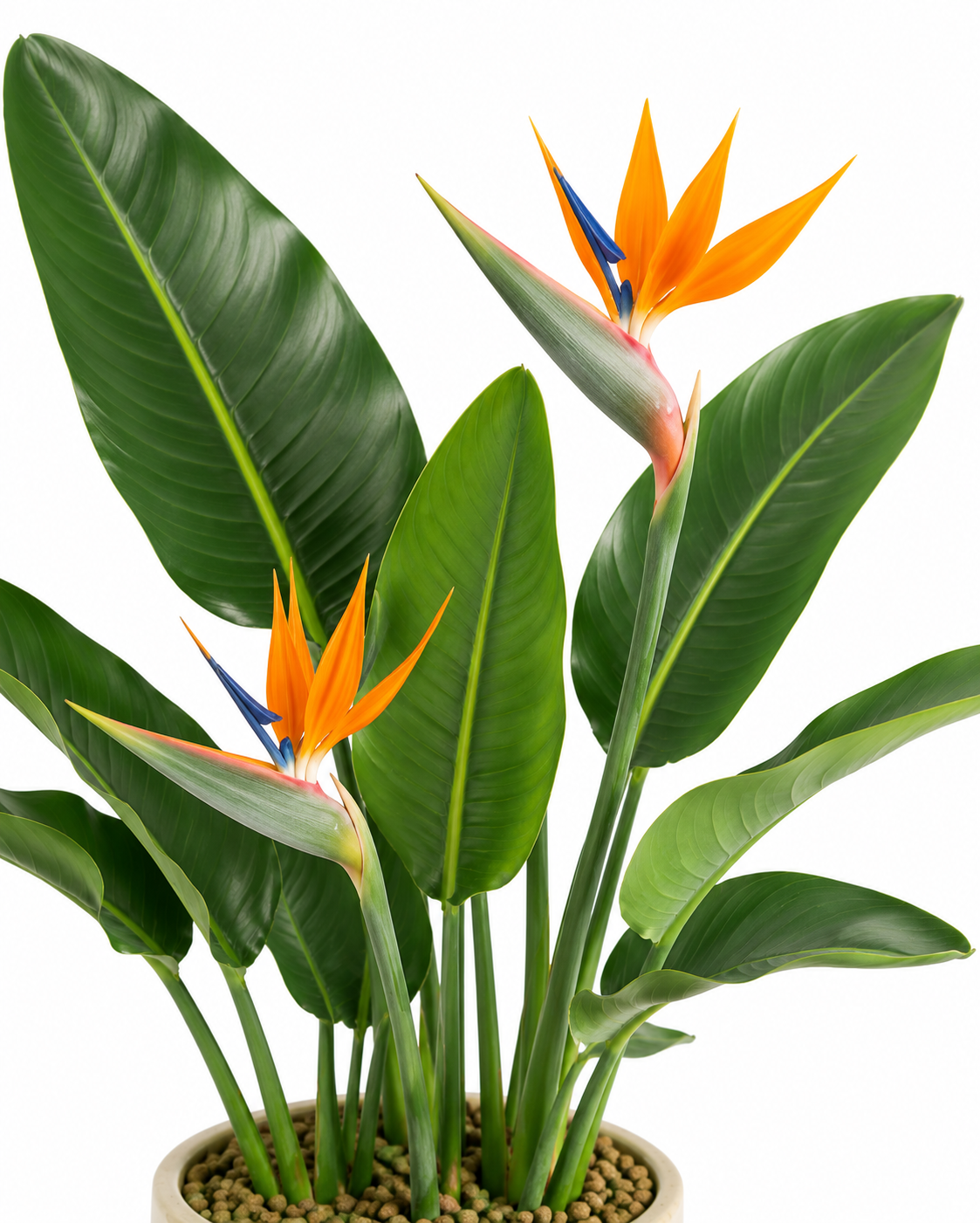 Buddivo Bird of Paradise