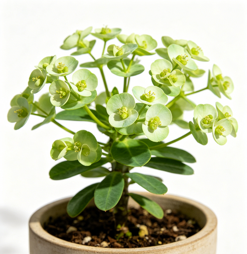 Buddivo Euphorbia Mint Cream