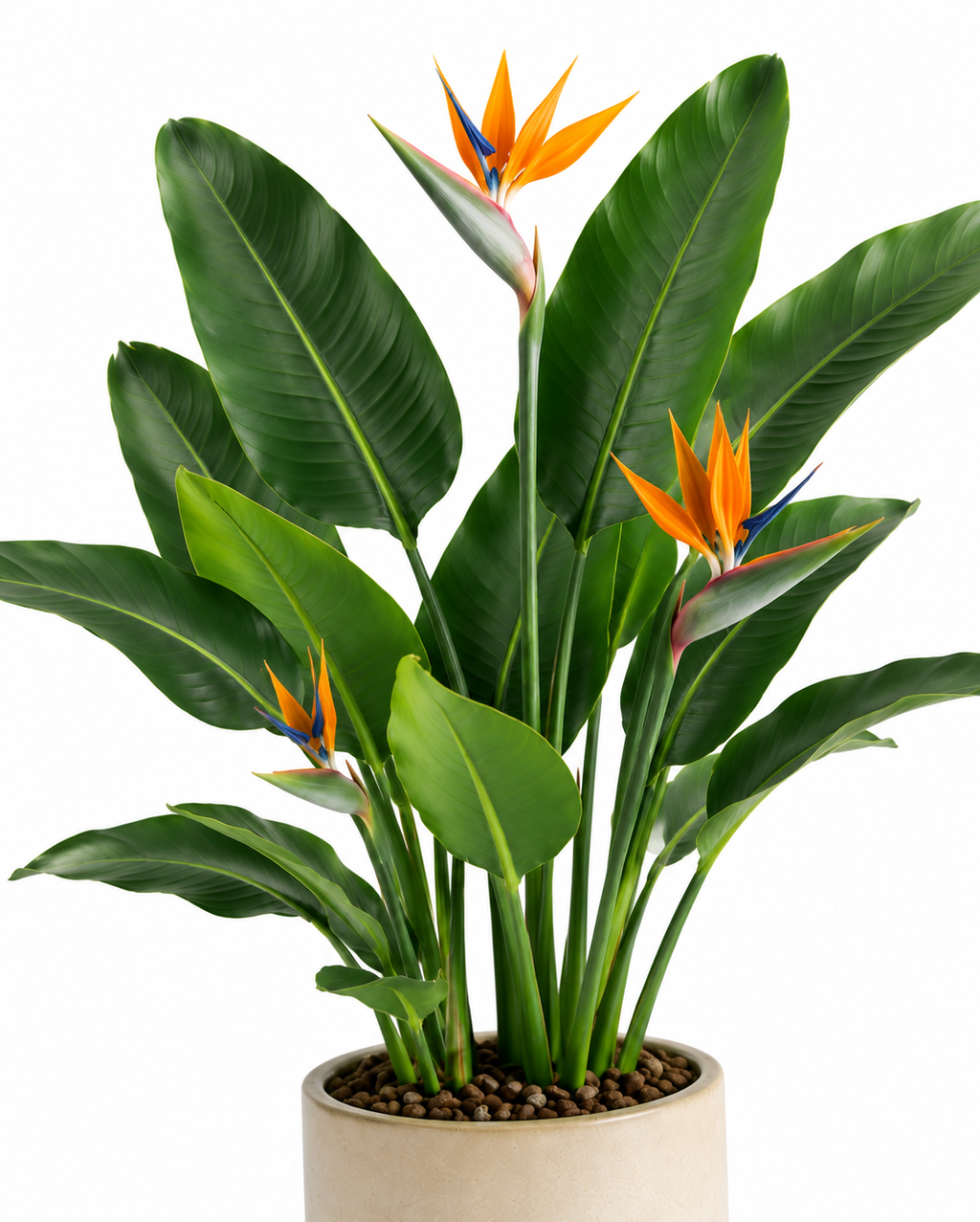 Buddivo Bird of Paradise
